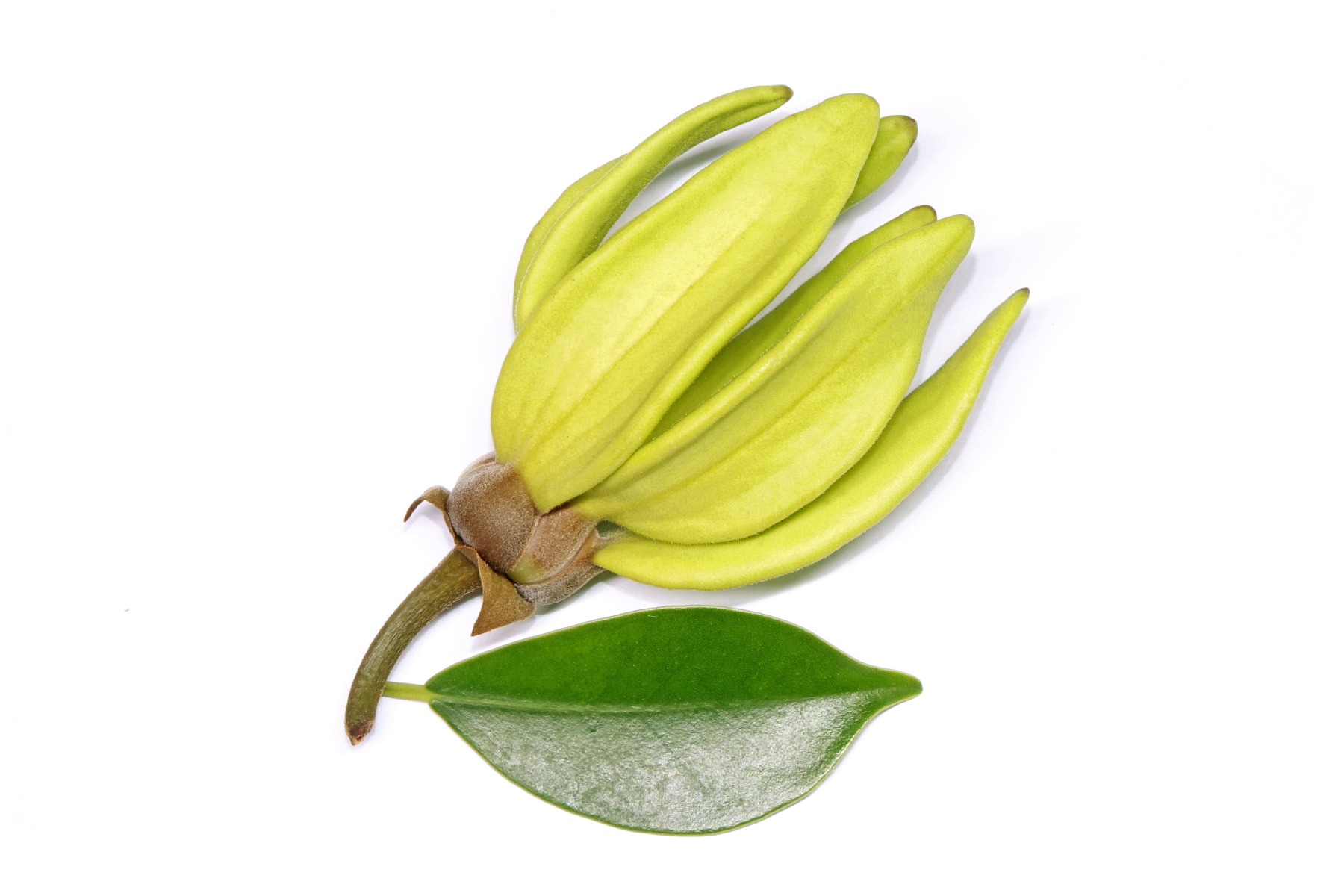 Ylang-Ylang