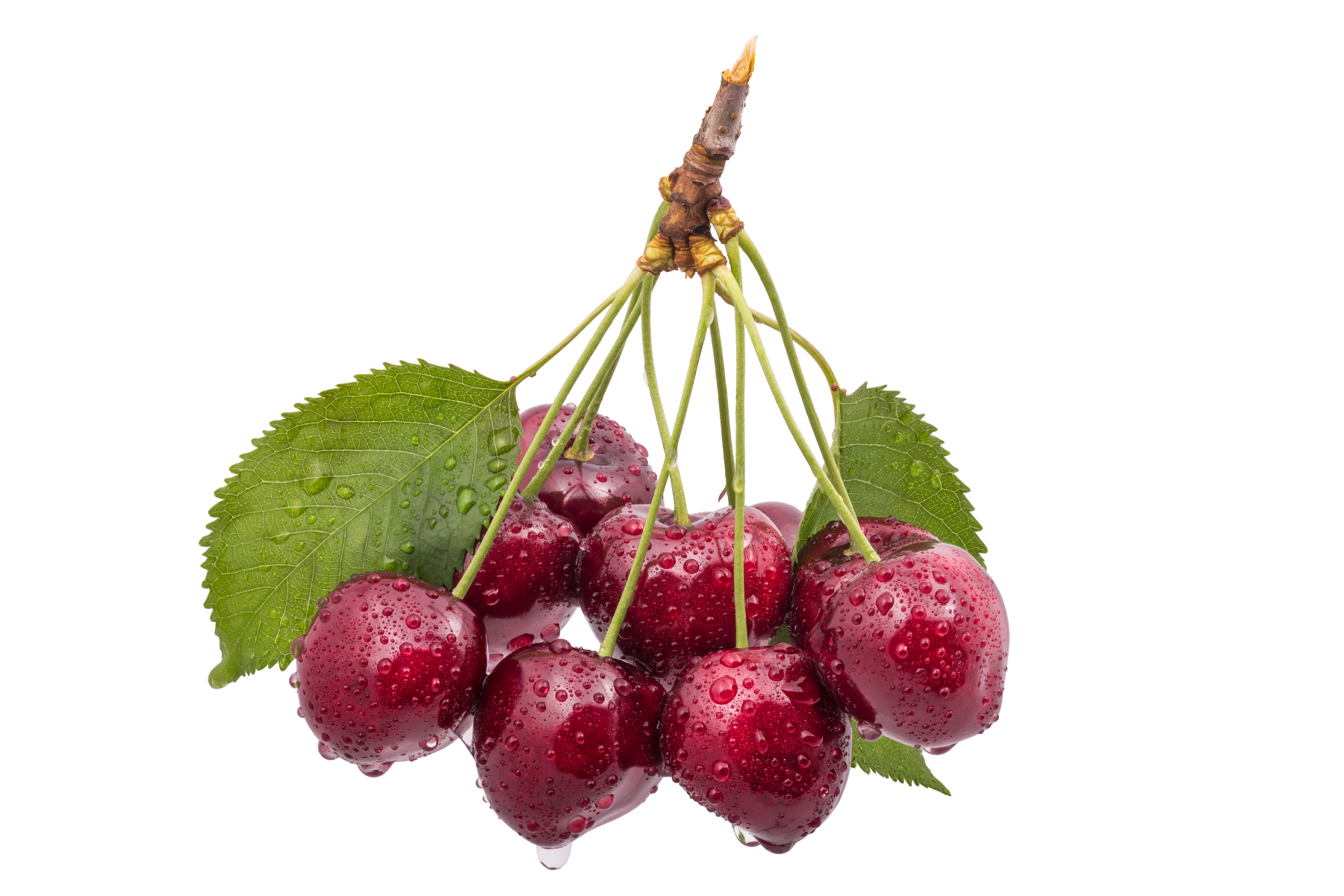 Vogelkrische
