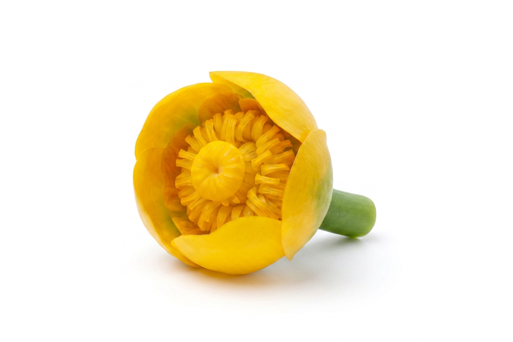 Gelbe Teichrose