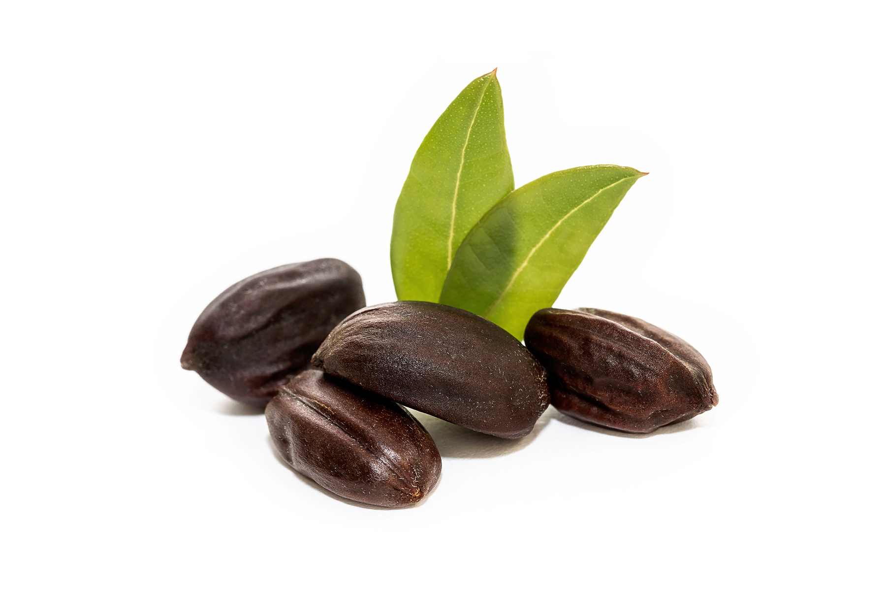 Jojoba
