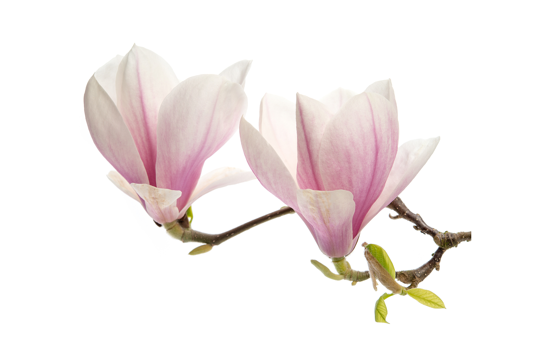 Magnolie